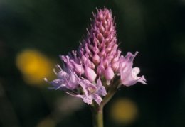Traunsteinera globosa, Orchis globuleux