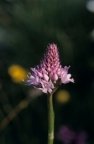 Traunsteinera globosa, Orchis globuleux