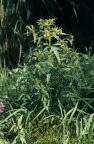 Bidens radiata, Bident rayonnant