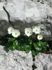 Ranunculus alpestris, Renoncule alpestre
