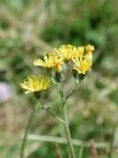 Hieracium cymosum, Épervière cymeuse