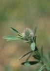 Trifolium arvense, Trèfle des champs