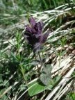 Bartsia alpina, Bartsie des Alpes