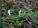 Vicia lutea, Vesce jaune