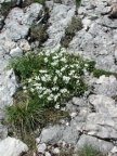 Arenaria multicaulis, Sabline à plusieurs tiges