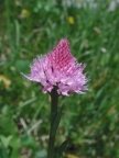 Traunsteinera globosa, Orchis globuleux