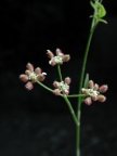 Torilis arvensis, Torilis des champs