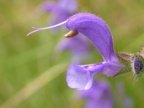 Salvia pratensis, Sauge des prés