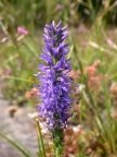 Pseudolysimachion spicatum, Véronique en épi