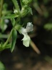 Stachys annua, Épiaire annuelle