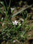 Gypsophila muralis, Gypsophile des murailles