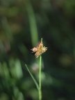 Juncus bulbosus, Jonc bulbeux