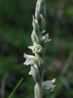 Spiranthes spiralis, Spiranthe d'automne
