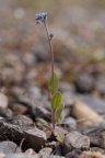 Myosotis ramosissima, Myosotis rameux