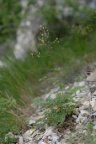 Thalictrum minus subsp. saxatile, Pigamon des rochers