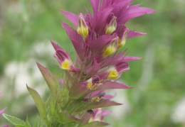 Melampyrum arvense, Mélampyre des champs