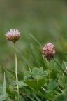 Trifolium fragiferum, Trèfle porte-fraise