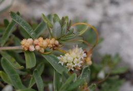 Cuscuta epithymum, Cuscute du thym