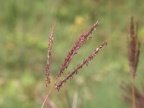 Bothriochloa ischaemum, Pied de poule