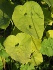 Aristolochia clematitis, Aristoloche commune