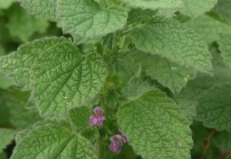 Ballota nigra subsp. meridionalis, Ballote fétide