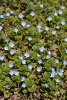 Veronica persica, Véronique de Perse