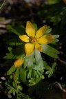 Eranthis hyemalis, Éranthe d'hiver