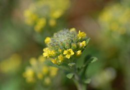 Alyssum alyssoides, Alysson annuel