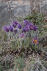 Pulsatilla vulgaris, Pulsatille commune