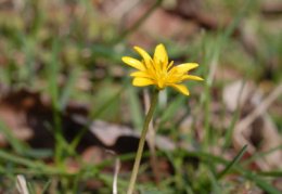 Ranunculus ficaria, Ficaire