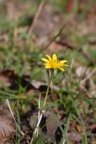 Ranunculus ficaria, Ficaire