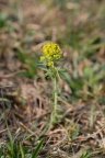 Euphorbia cyparissias, Euphorbe faux cyprès