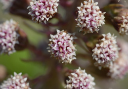 Petasites hybridus, Pétasite hybride