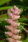 Lathraea squamaria, Lathrée écailleuse