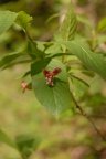 Lonicera alpigena, Chèvrefeuille des Alpes