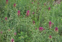 Melampyrum arvense, Mélampyre des champs