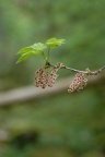 Ribes petraeum, Groseiller des rochers