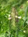 Melampyrum cristatum, Mélampyre à crêtes