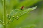 Scrophularia umbrosa, Scrophulaire des ombrages