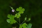 Geranium lucidum, Géranium luisant