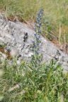 Echium vulgare, Vipérine commune