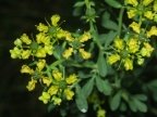 Ruta graveolens, Rue fétide