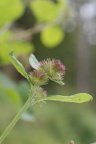 Arctium nemorosum, Bardane des bois