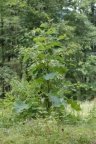 Arctium nemorosum, Bardane des bois