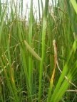 Acorus calamus, Acore calame