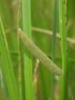 Acorus calamus, Acore calame
