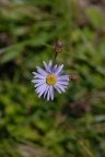 Aster amellus, Aster amelle
