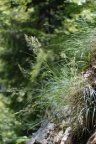 Achnatherum calamagrostis, Stipe calamagrostide
