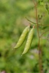 Vicia dumetorum, Vesce des buissons