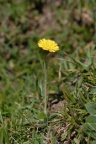 Hieracium pilosella, Épervière piloselle